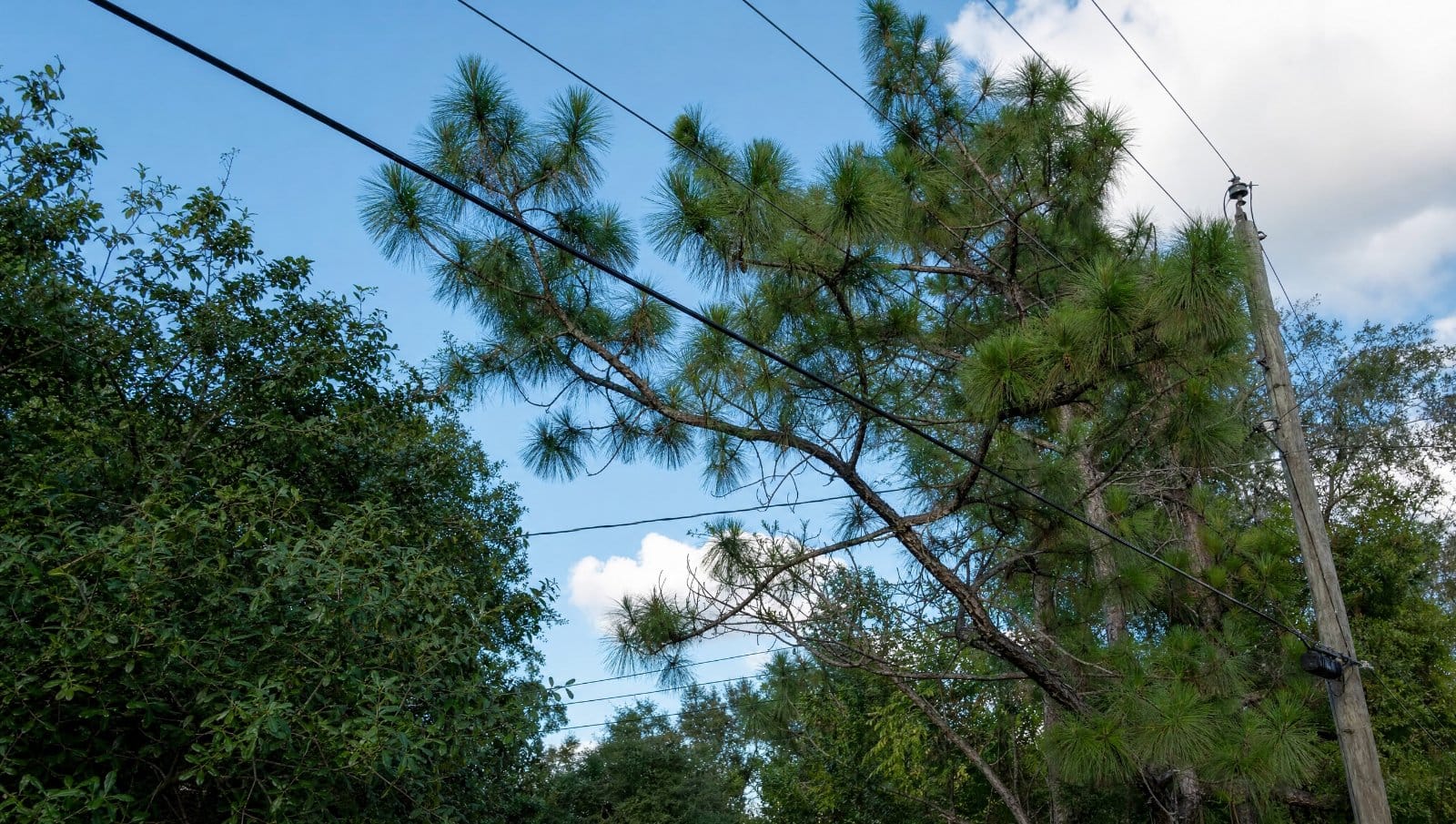 Tree branches growing close to overhead power lines in a Central Florida neighborhood