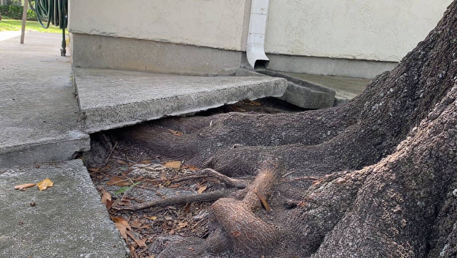 Large tree roots cracking and lifting a concrete slab near a Florida home foundation