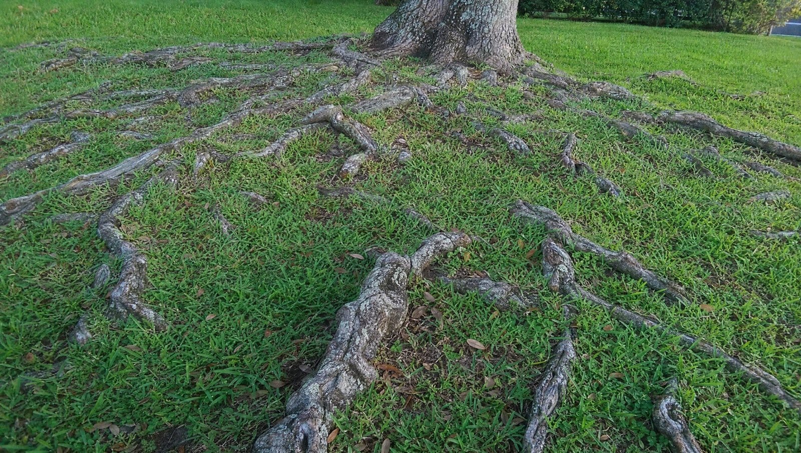 Large tree roots protruding above the surface of a Florida lawn near a trunk