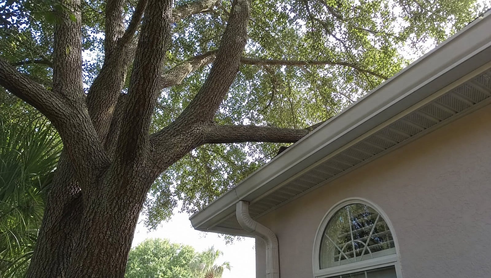 Large tree growing very close to the roofline of a Florida home