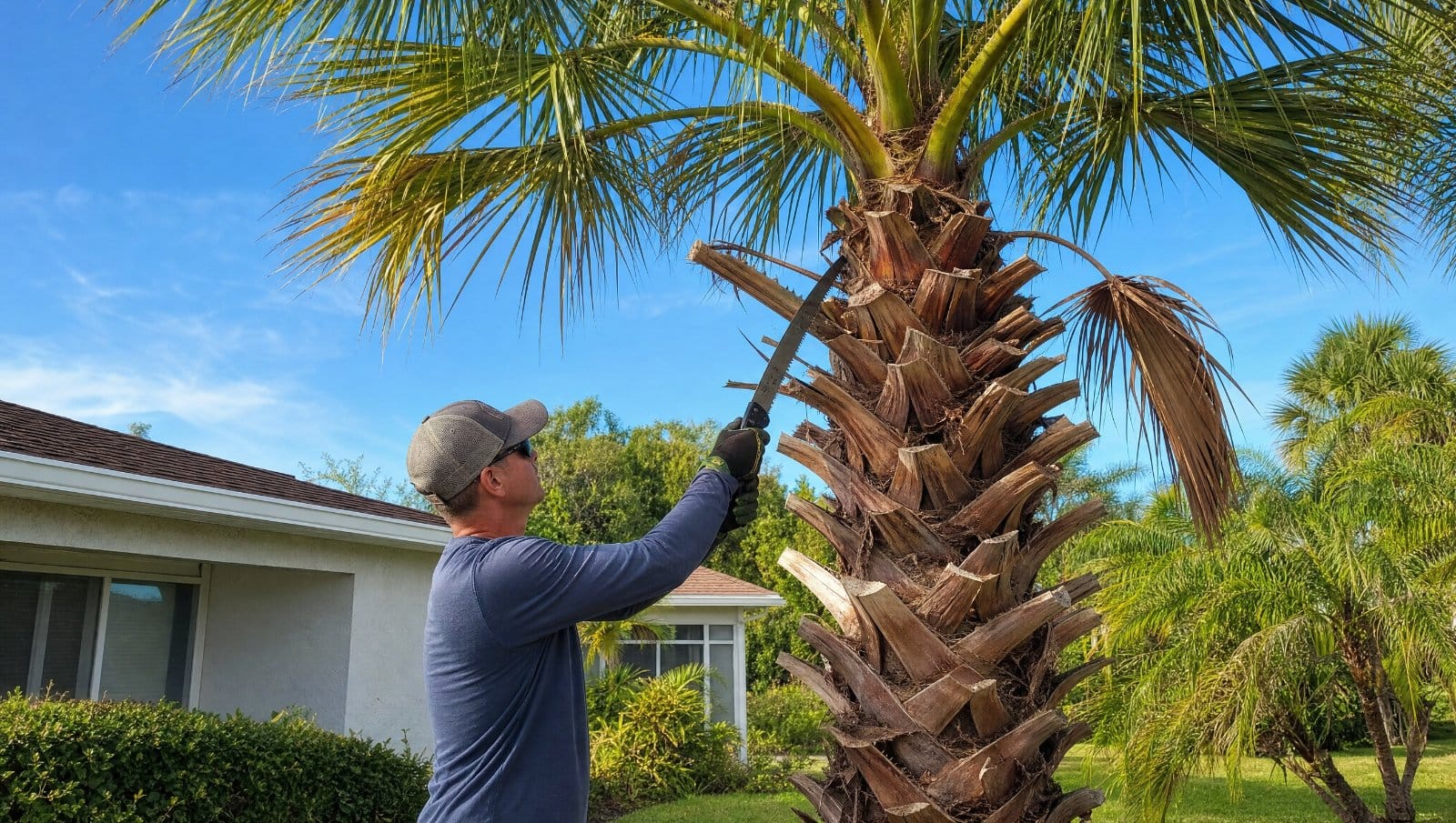 Person trimming brown lower fronds off a palm tree with a pruning saw in a Central Florida yard