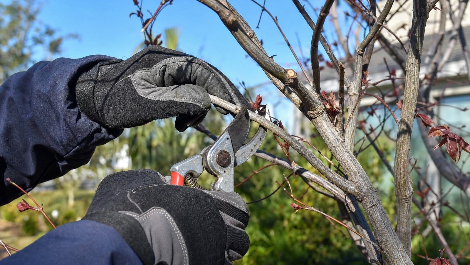 Gloved hands pruning an ornamental tree branch in a Central Florida yard in winter