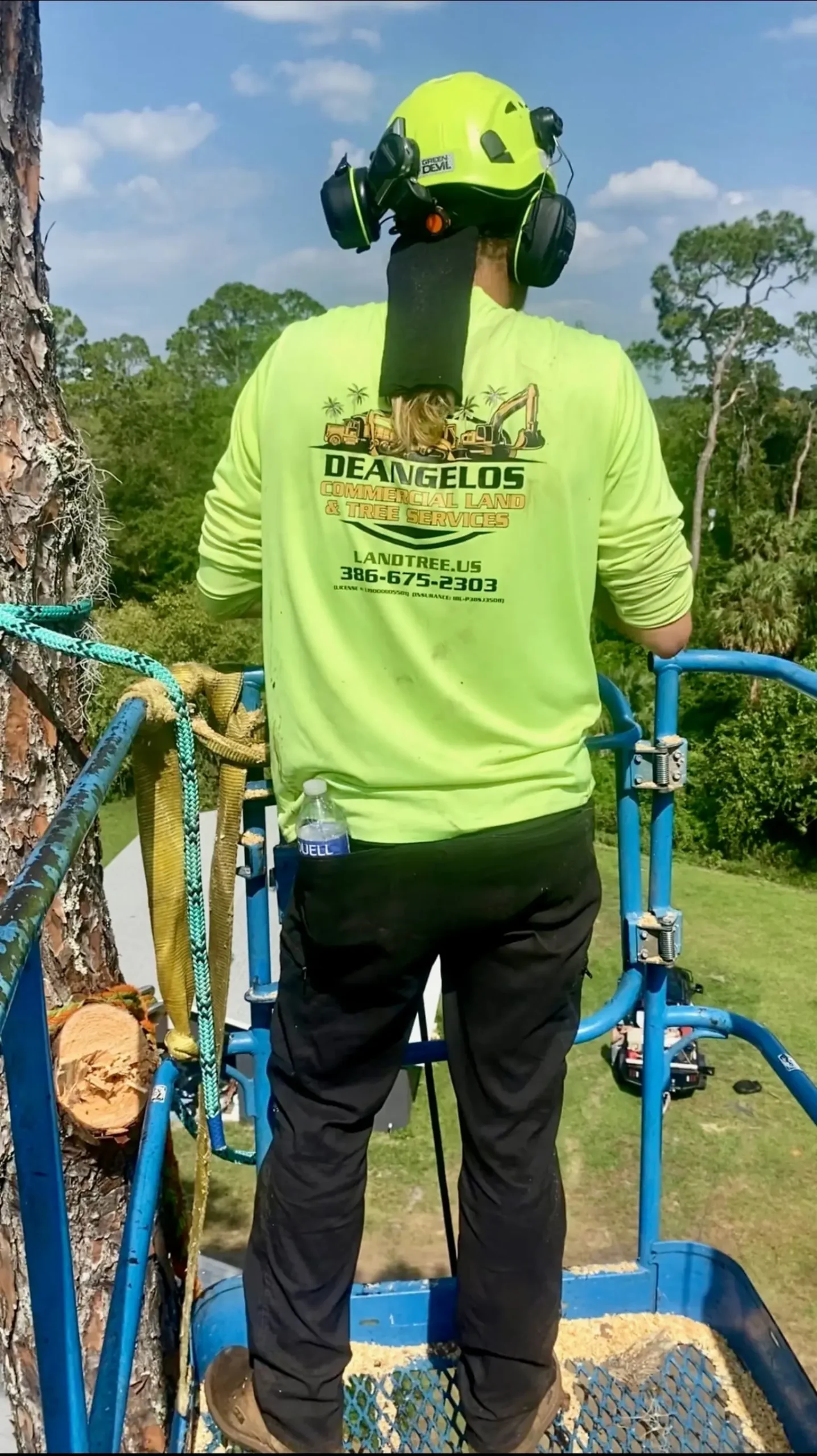 Certified arborist in bucket lift trimming a pine tree at the proper time of year in Central Florida