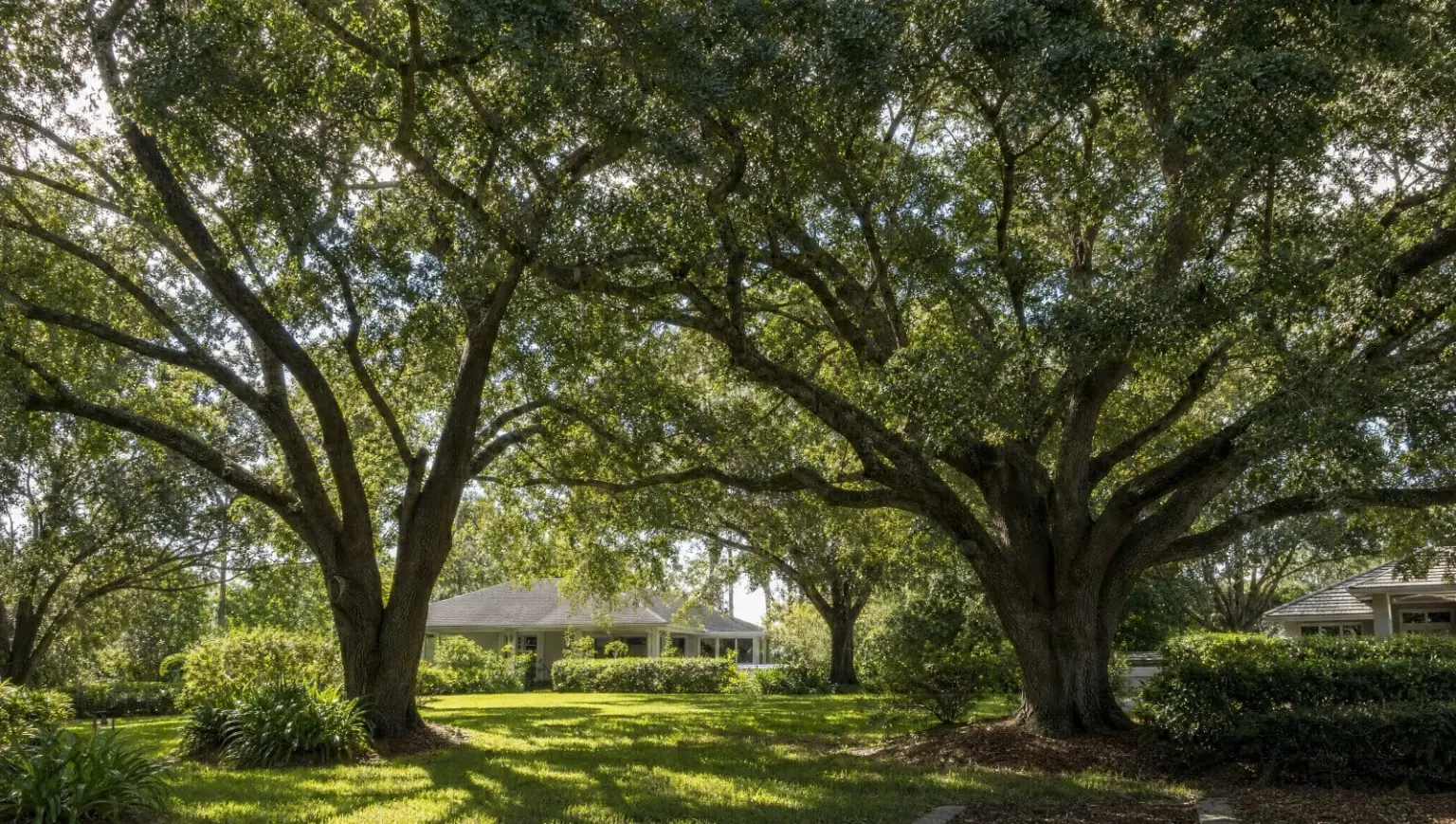 Two large live oak trees with spreading canopies in a Central Florida yard