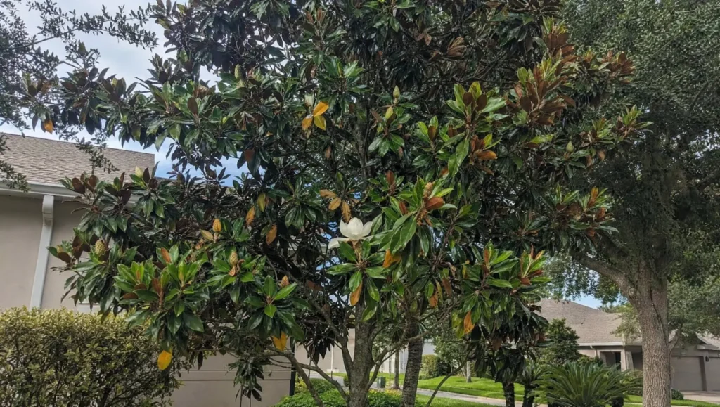 Southern magnolia tree with some yellowing and browning leaves in a Central Florida yard