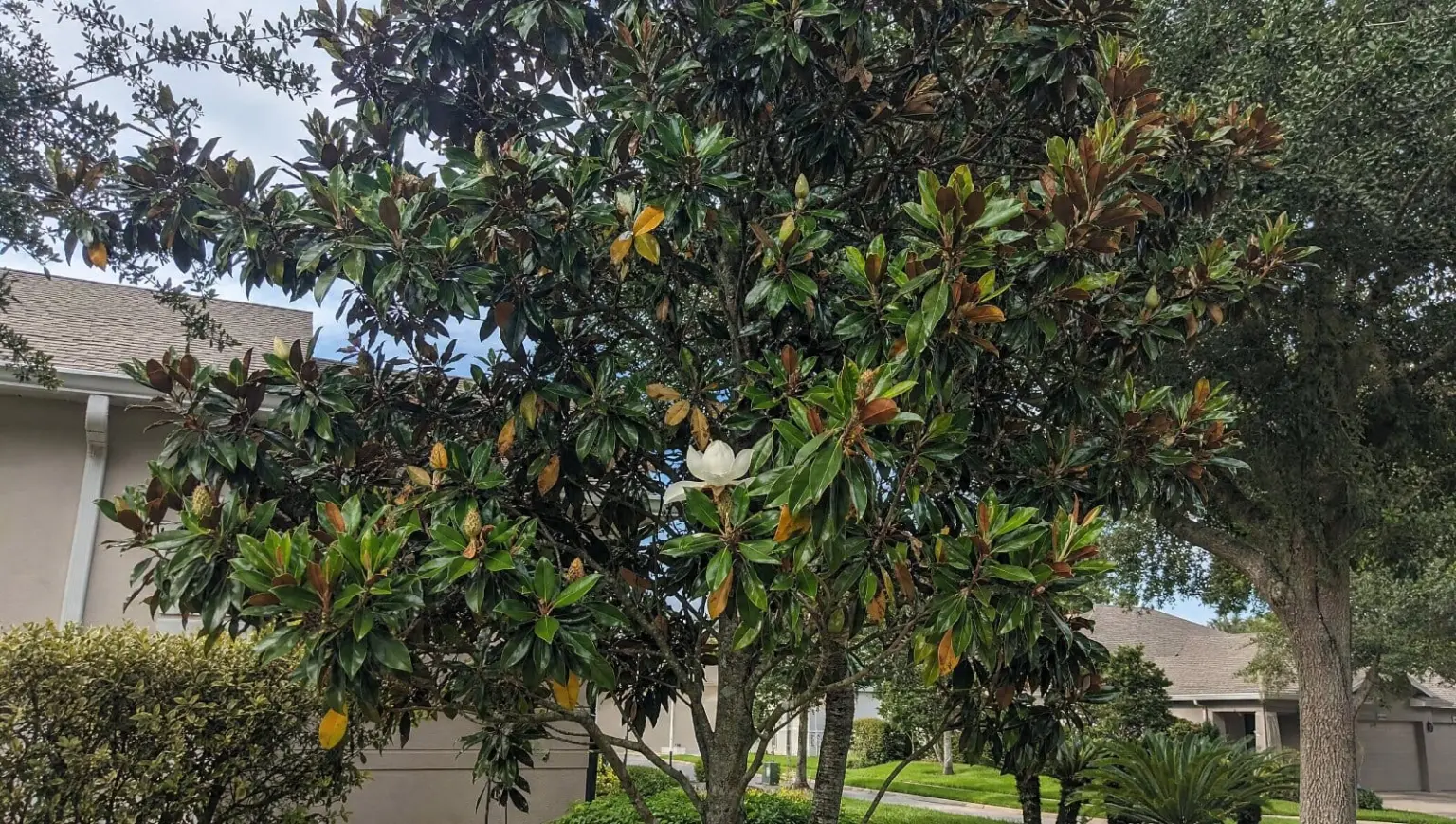 Southern magnolia tree with some yellowing and browning leaves in a Central Florida yard