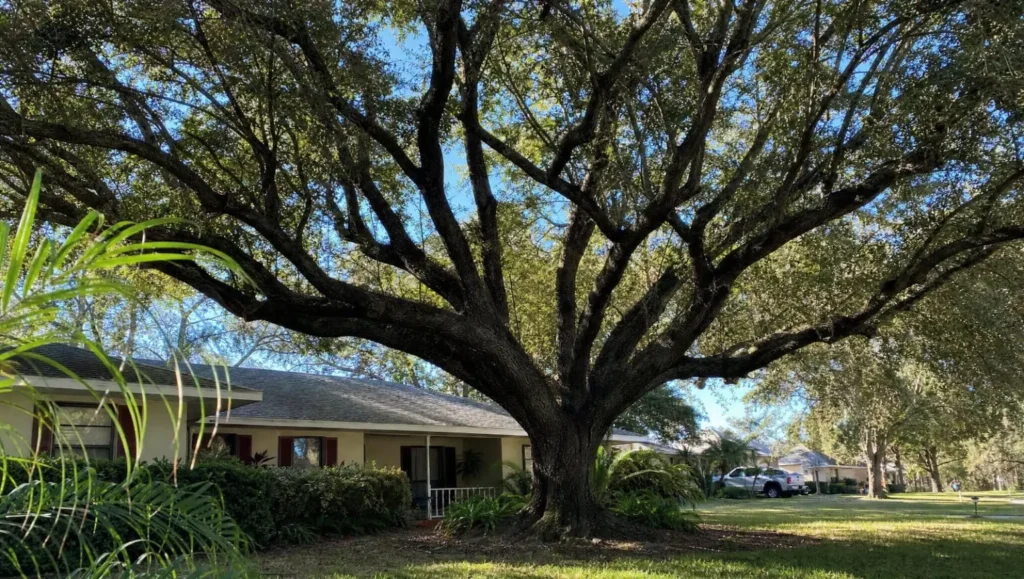 Large healthy oak tree in a residential Central Florida front yard