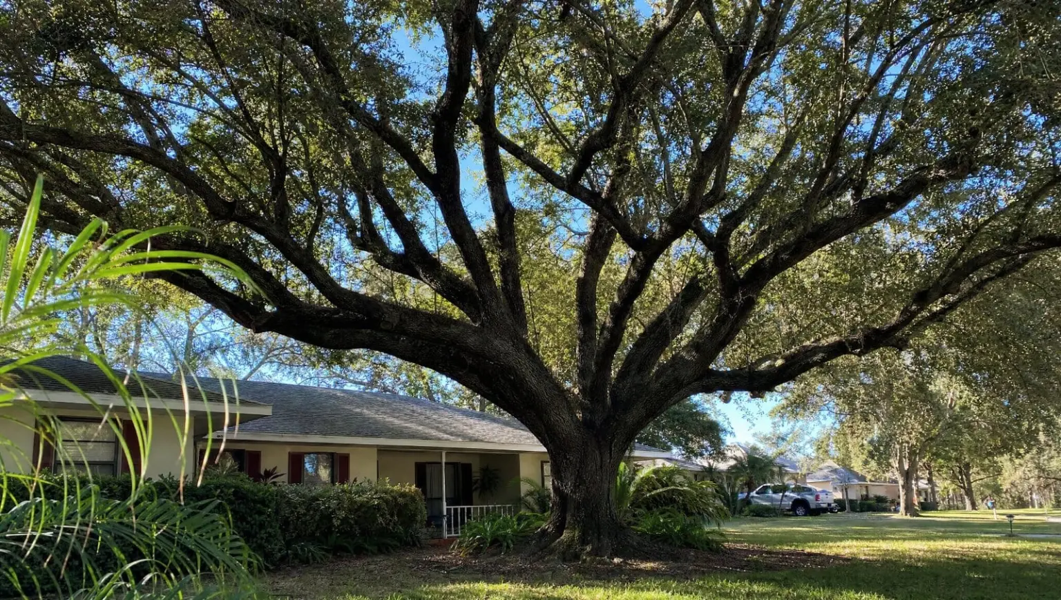 Large healthy oak tree in a residential Central Florida front yard