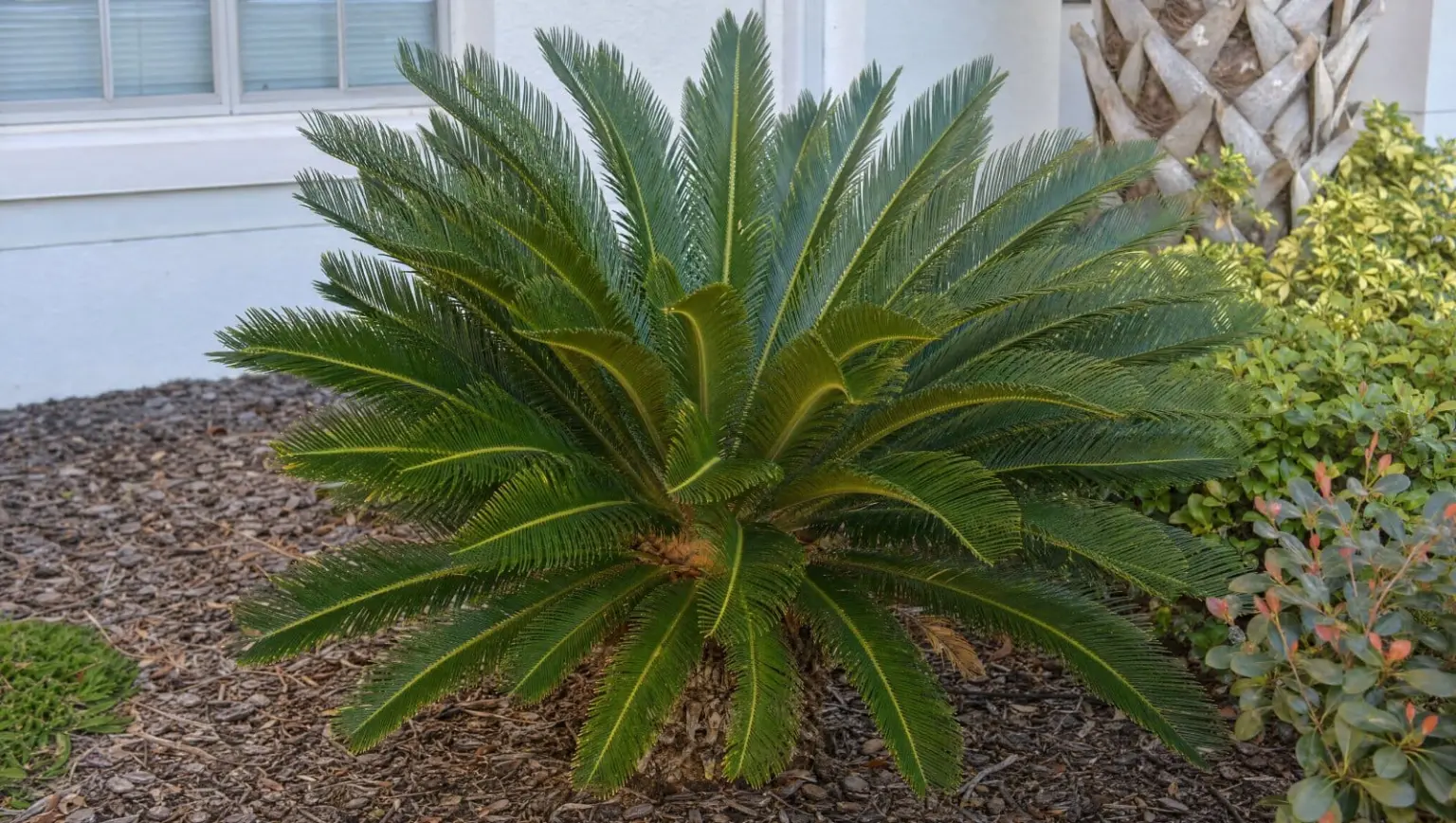 Sago palm cycad in a Central Florida landscape bed