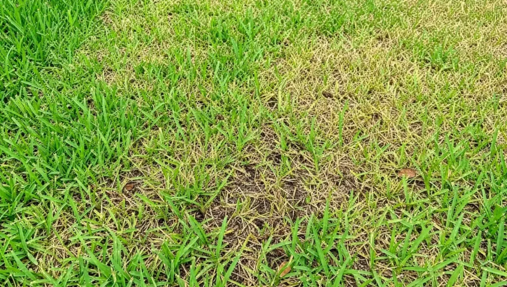 Florida St. Augustine lawn with yellowing thinning patches from root rot disease