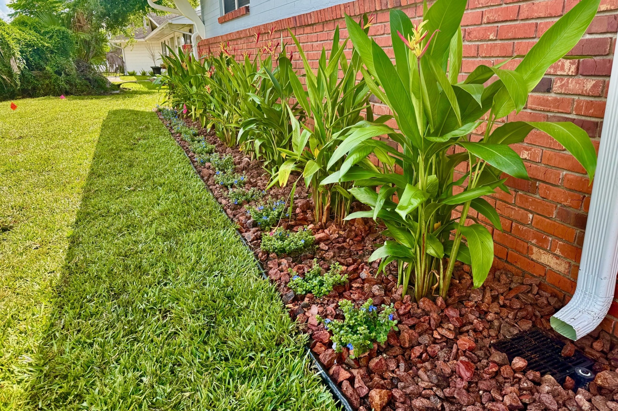 Red lava rock planting bed with tropical gingers beside fresh sod at a Sanford, FL home — landscaping by DeAngelo's Land Services
